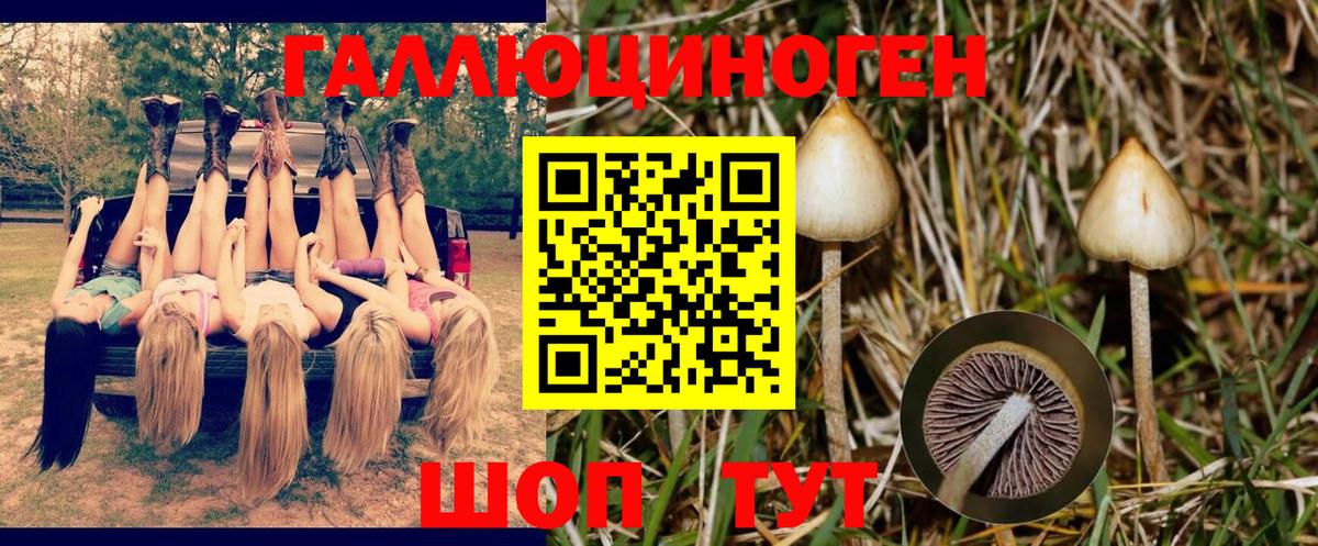 Псилоцибиновые грибы мицелий Гусь-Хрустальный